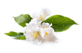 Feuilles de Jasmin