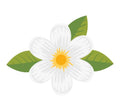 Jasmin