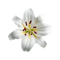 Musc Blanc