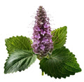 Patchouli